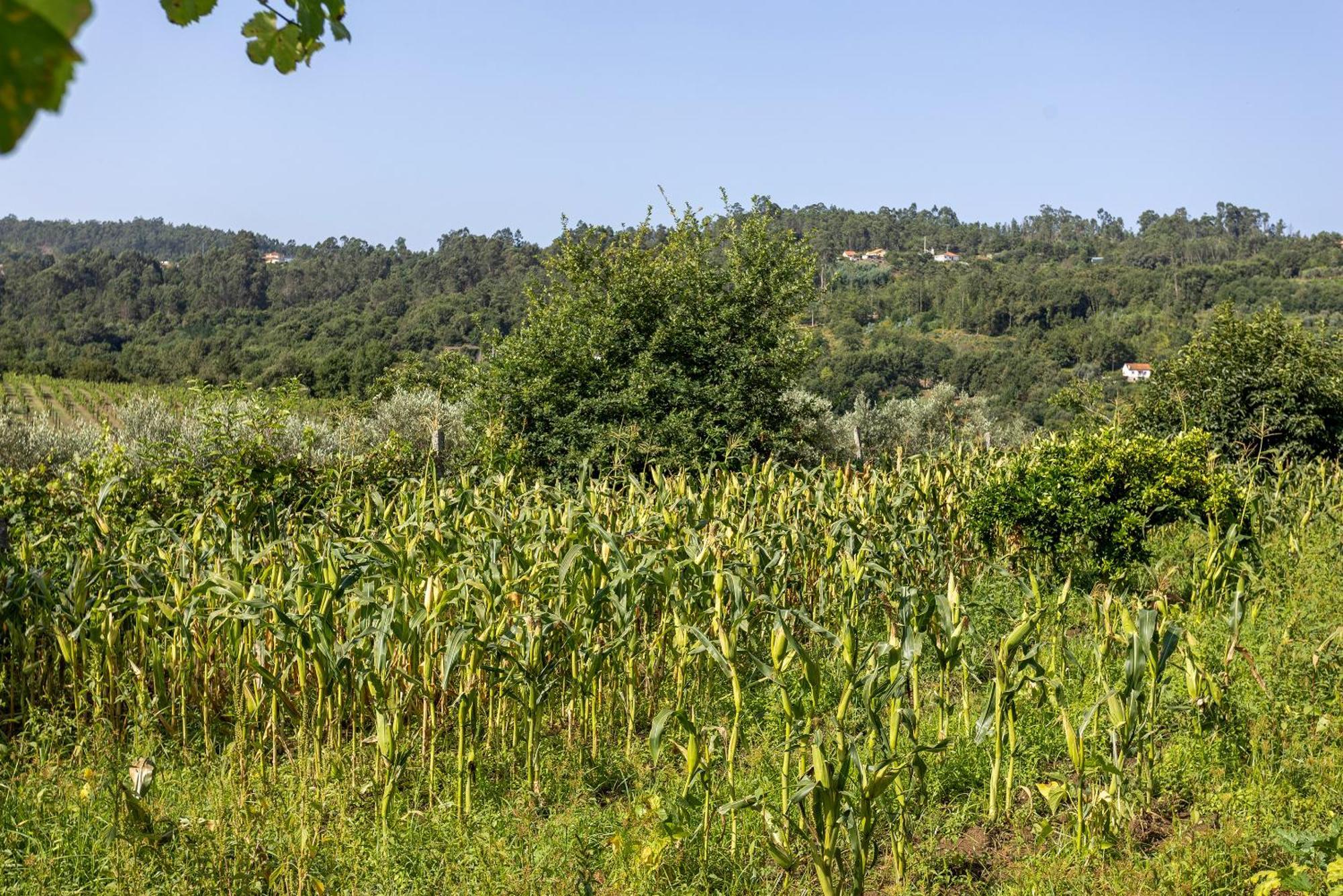 Quinta Da Comenda Sao Pedro do Sul Luaran gambar