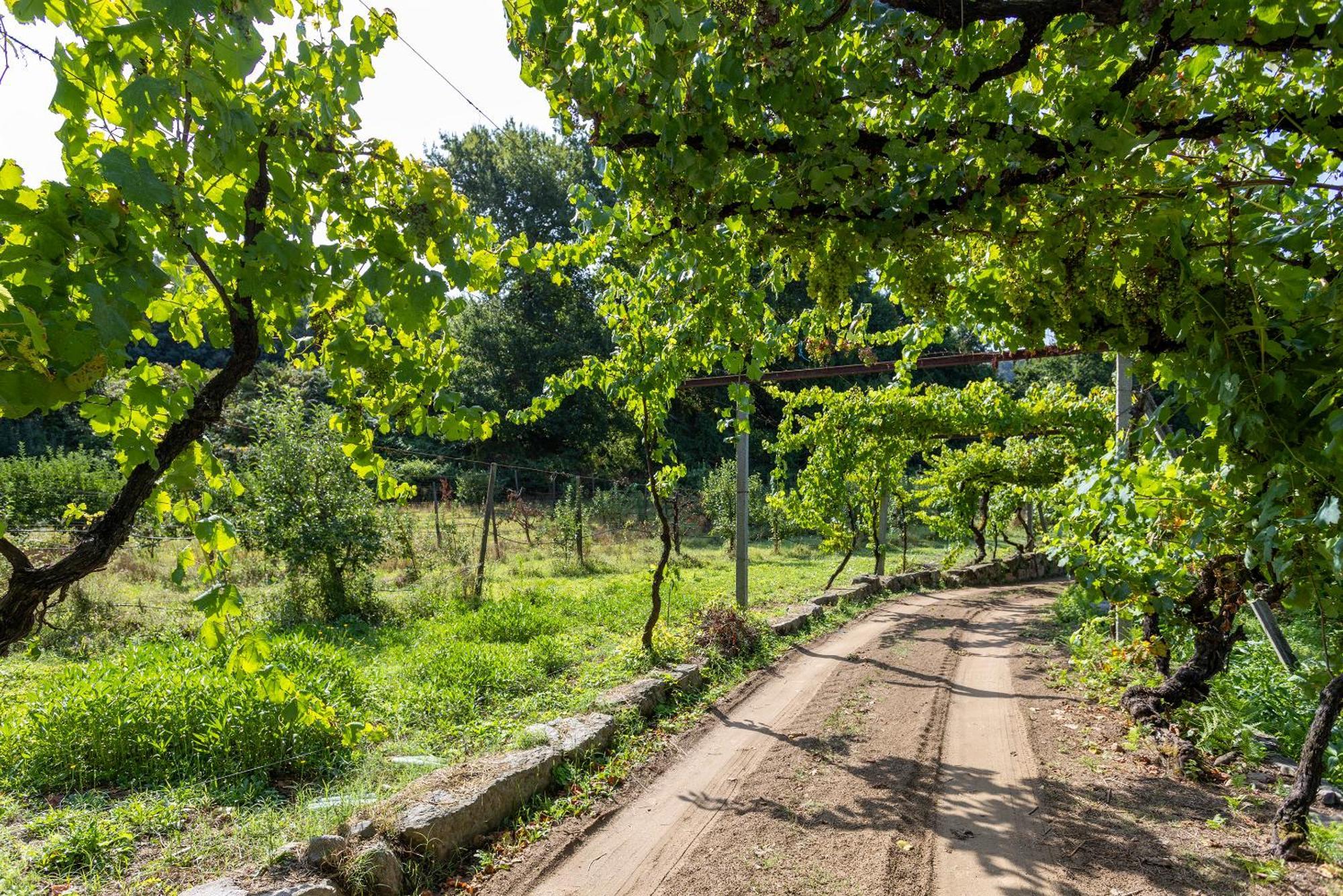 Quinta Da Comenda Sao Pedro do Sul Luaran gambar