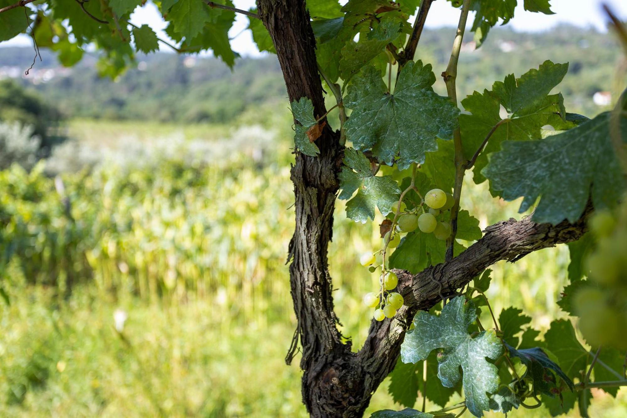 Quinta Da Comenda Sao Pedro do Sul Luaran gambar